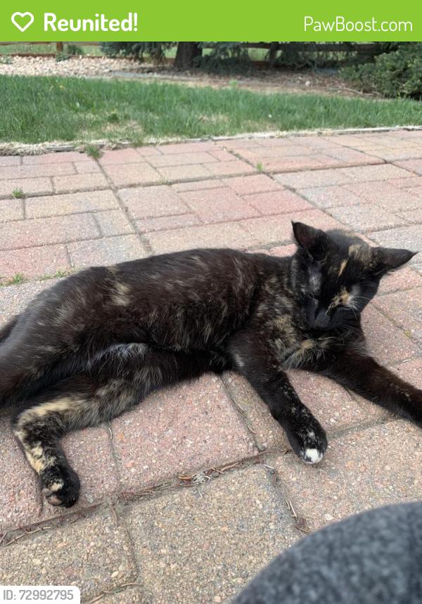 Reunited Female Cat last seen Harriman Lake Park, Littleton, CO 80127