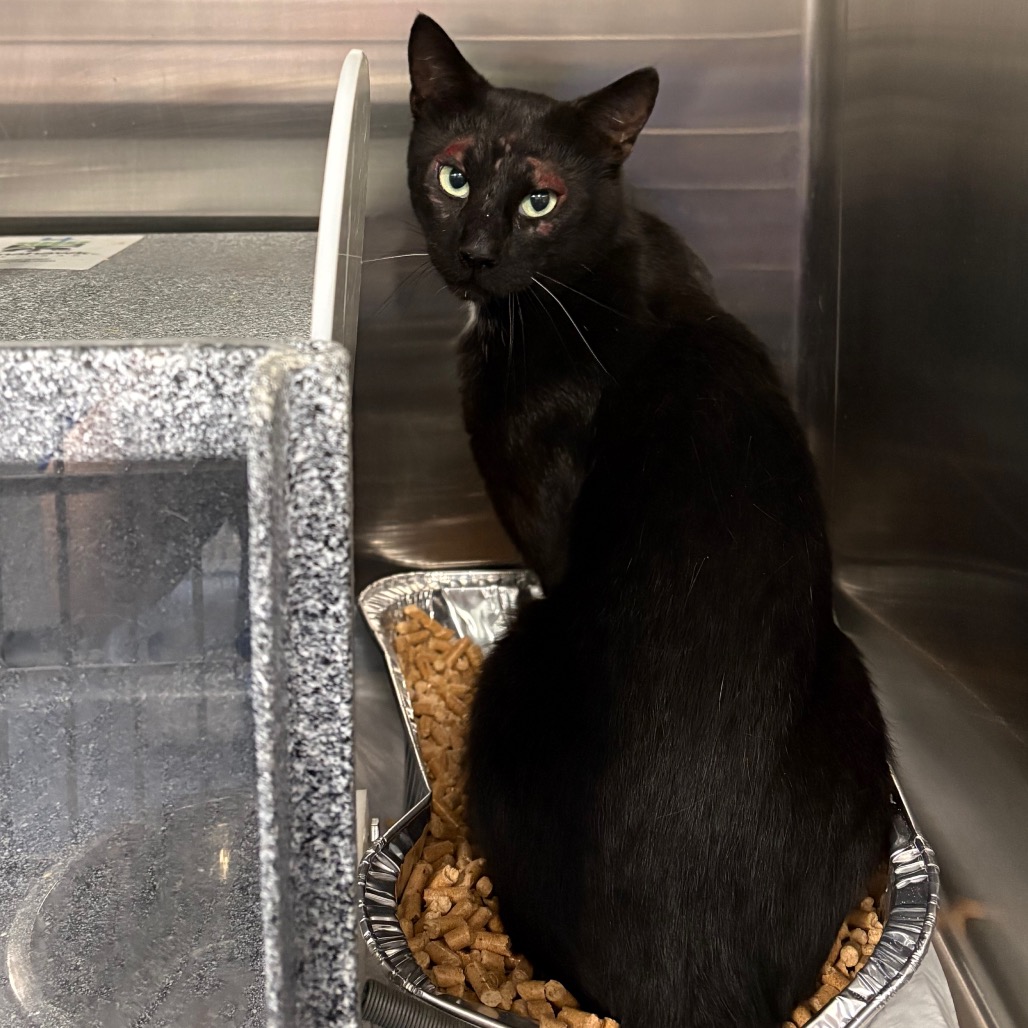 Shelter Stray Unknown Cat last seen , 980 Guilford College Rd, Greensboro, NC 27409, USA
