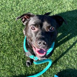 Shelter Stray Male Dog last seen , Animal Care & Control Team of Philly, 111 W Hunting Park Ave, Philadelphia, PA 19140, USA