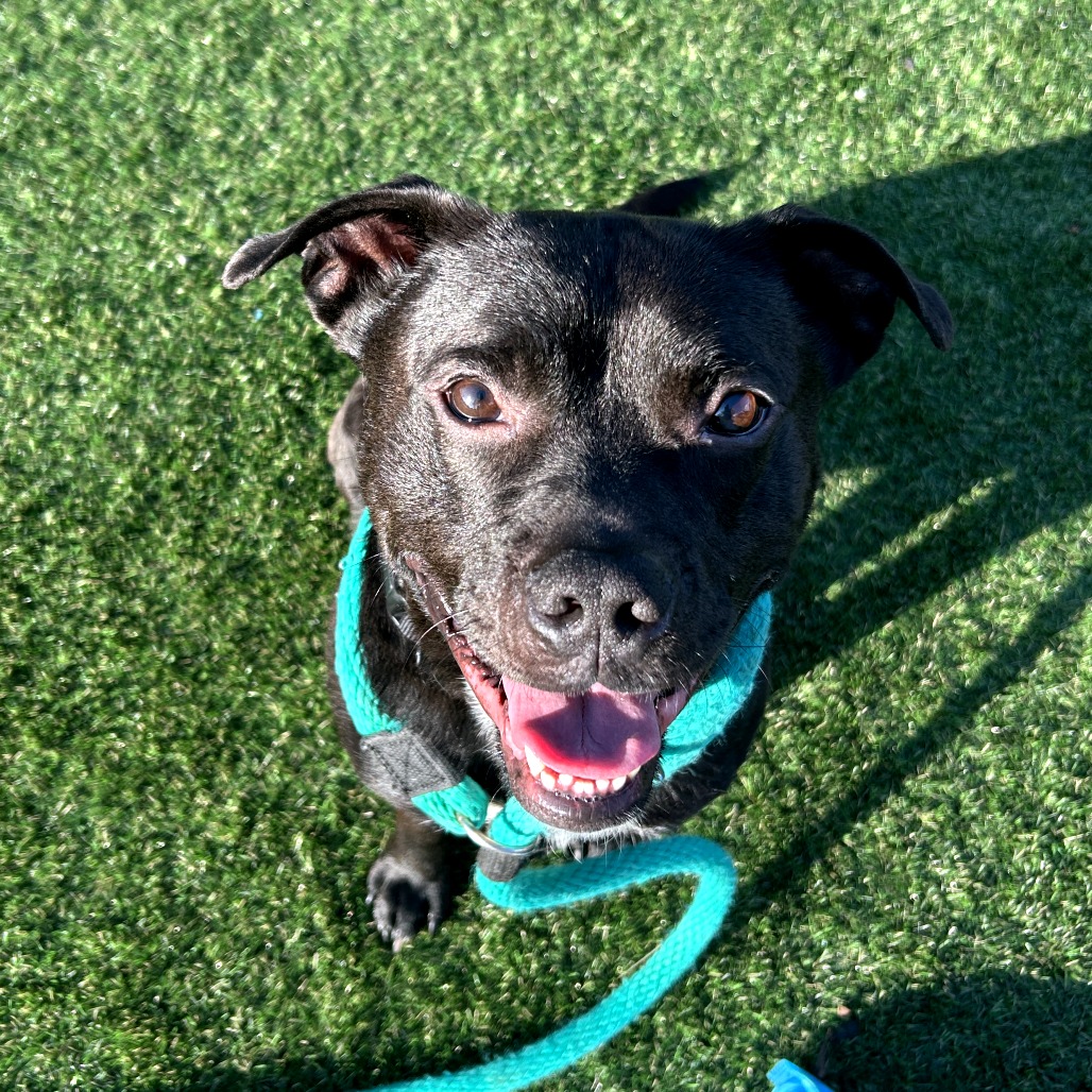Shelter Stray Male Dog last seen , Animal Care & Control Team of Philly, 111 W Hunting Park Ave, Philadelphia, PA 19140, USA