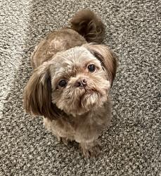 Reunited Male Dog last seen 154th st and ridgeview , Olathe, KS 66062