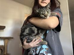 Reunited Female Cat last seen Crosspoint and Sandia, Port St. Lucie, FL 34983