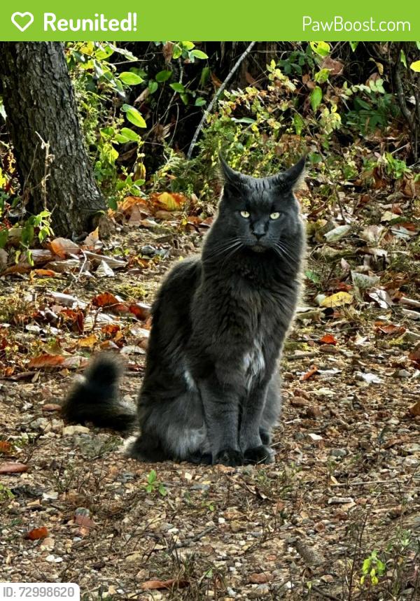 Reunited Male Cat last seen Oakland Rd / Groves of Hearthstone , Clarksville, TN 37040
