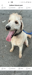 Found/Stray Male Dog last seen Old Sullivan Garden rd and clover bottom, Kingsport, TN 37660