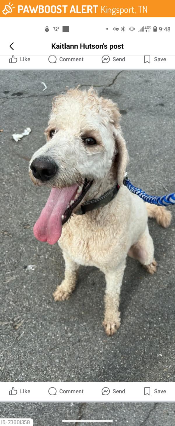 Found/Stray Male Dog last seen Old Sullivan Garden rd and clover bottom, Kingsport, TN 37660