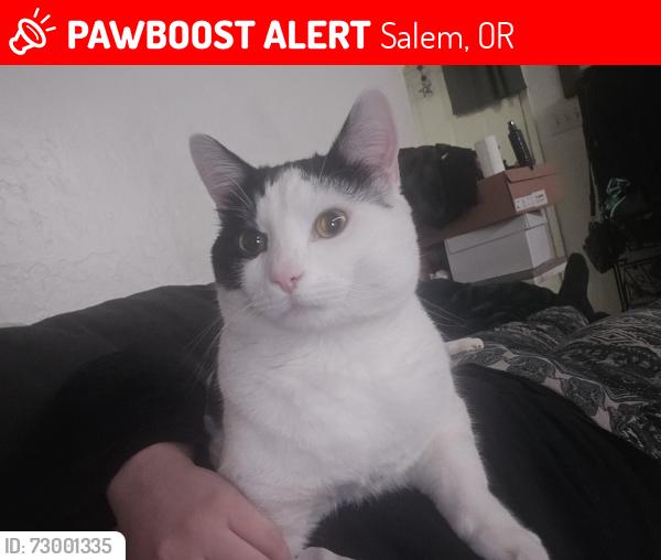 Lost Male Cat last seen Behind Roths off of Lancaster , Salem, OR 97301