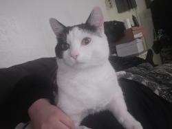 Lost Male Cat last seen Behind Roths off of Lancaster , Salem, OR 97301