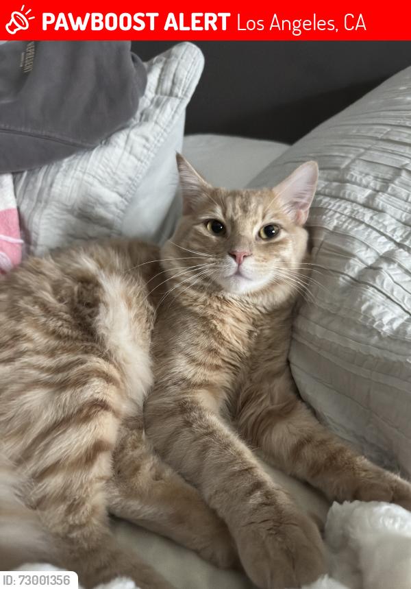Lost Male Cat last seen Stagg Street Elementary School, Los Angeles, CA 91406