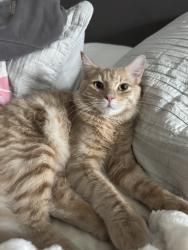 Lost Male Cat last seen Stagg Street Elementary School, Los Angeles, CA 91406