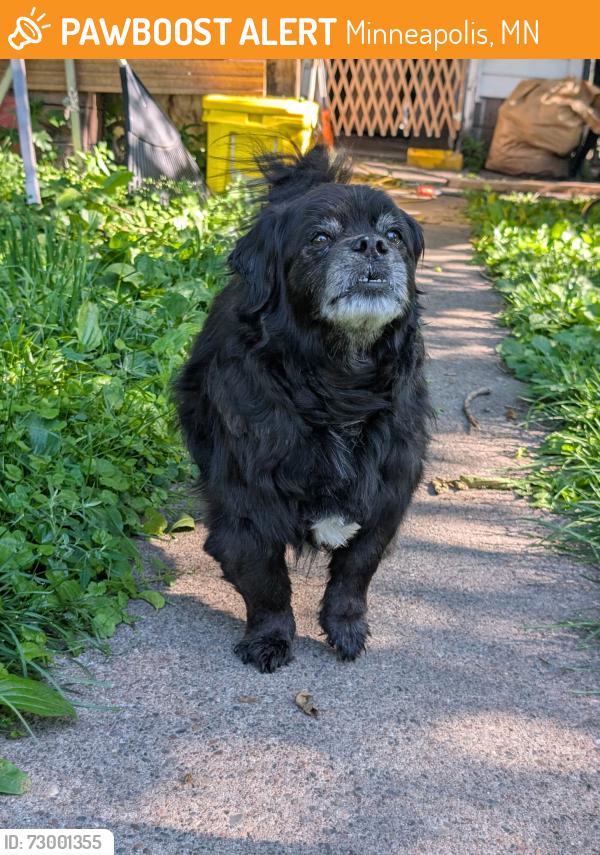 Found/Stray Unknown Dog last seen Broadway and University , Minneapolis, MN 55413