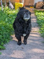 Found/Stray Unknown Dog last seen Broadway and University , Minneapolis, MN 55413