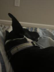 Lost Male Dog last seen Spencer st, Greensboro, NC 27401