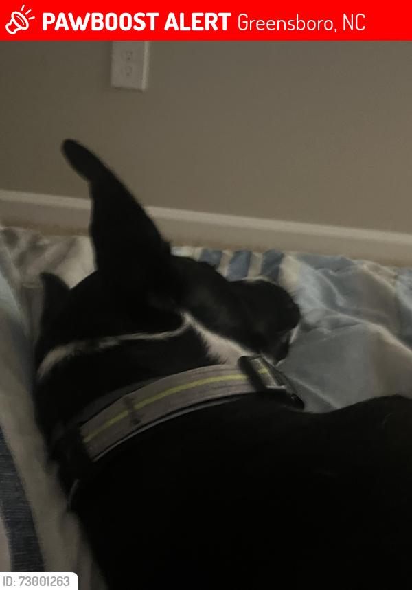 Lost Male Dog last seen Spencer st, Greensboro, NC 27401