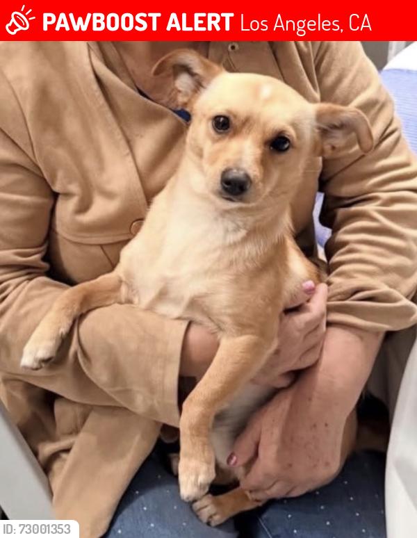Lost Male Dog last seen Leheigh, Los Angeles, CA 91352