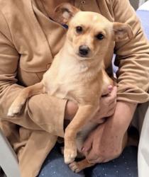 Lost Male Dog last seen Leheigh, Los Angeles, CA 91352