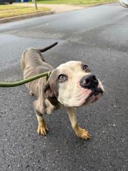 Shelter Stray Female Dog last seen Midwest City, 8485 E Reno Ave, Midwest City, OK 73110, USA