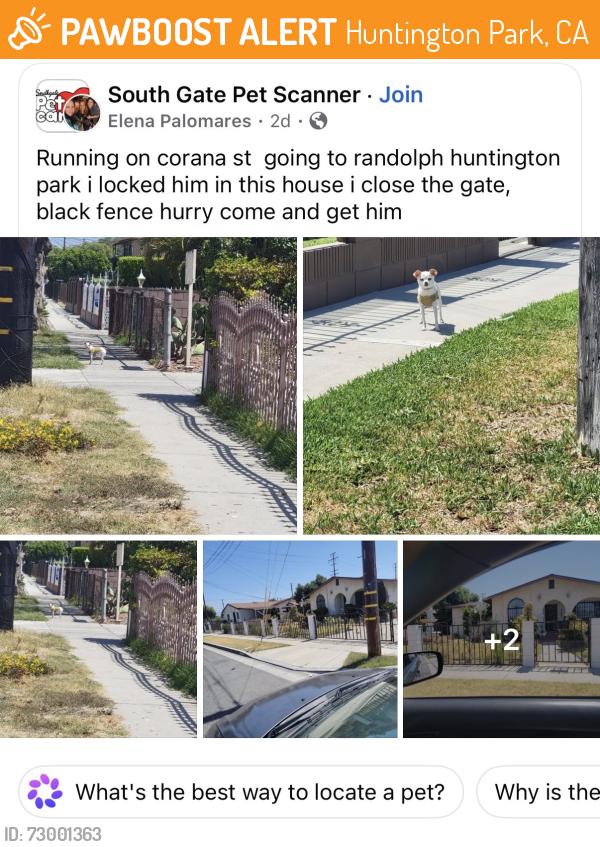 Found/Stray Unknown Dog last seen Corona and randolph street, Huntington Park, CA 90255