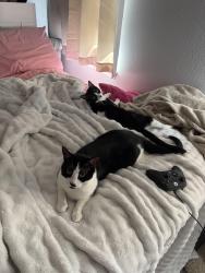 Reunited Female Cat last seen Town west and tamoka farms road , Port Orange, FL 32128