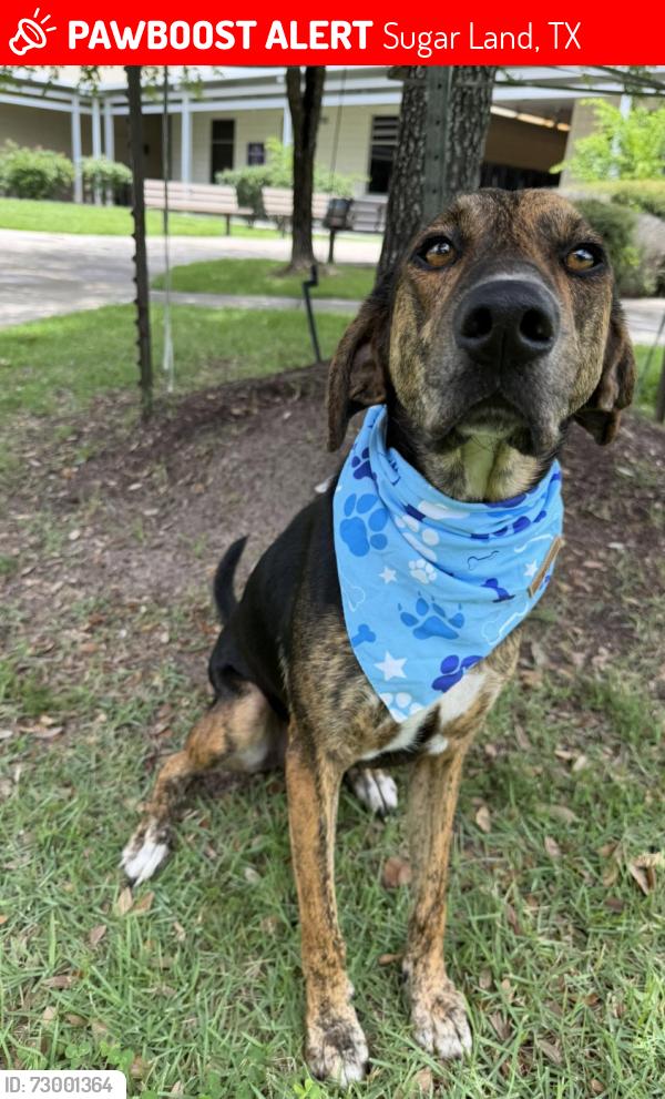 Lost Male Dog last seen West Sugar Land R/Sr Field, Sugar Land, TX 77479