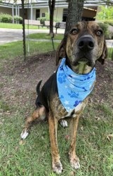Lost Male Dog last seen West Sugar Land R/Sr Field, Sugar Land, TX 77479