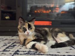 Reunited Female Cat last seen Andromeda Dr. , Burke, VA 22015