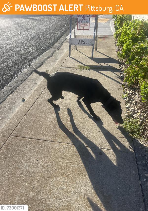 Found/Stray Female Dog last seen Crestview, Pittsburg, CA 94565