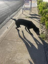 Found/Stray Female Dog last seen Crestview, Pittsburg, CA 94565