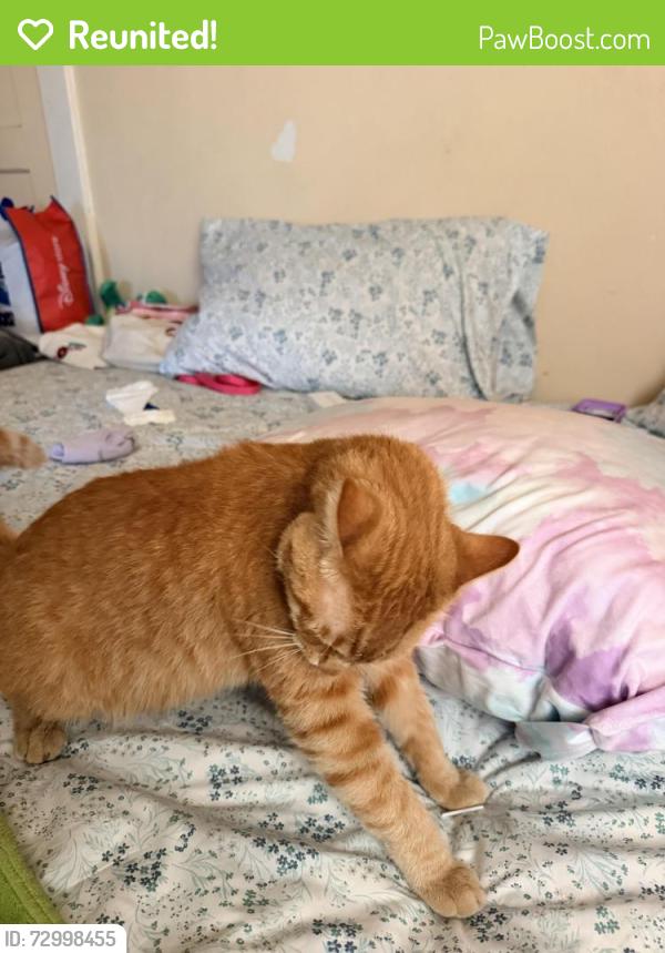 Reunited Male Cat last seen Saturn Avenue & Rugby, Huntington Park, CA 90255