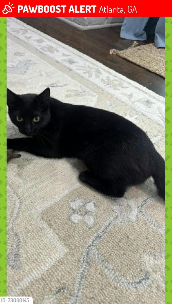 Lost Female Cat last seen Briarcliff and Woodwardia or Heritage Dr., Atlanta, GA 30345