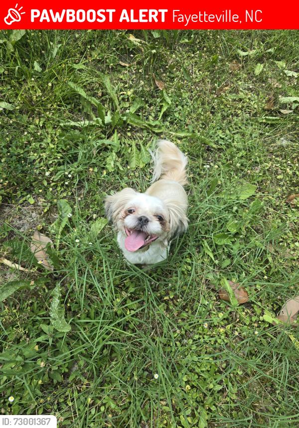 Lost Female Dog last seen Near crossbend court, Fayetteville, NC 28314