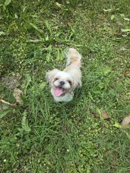 Lost Female Dog last seen Near crossbend court, Fayetteville, NC 28314
