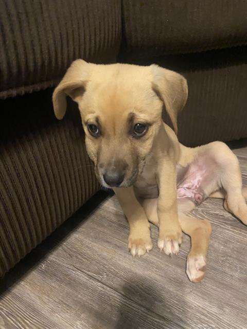 Shelter Stray Female Dog last seen CHARLOTTE, 8315 Byrum Dr, Charlotte, NC 28217, USA