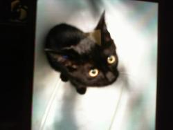 Shelter Stray Male Cat last seen CHARLOTTE, 8315 Byrum Dr, Charlotte, NC 28217, USA