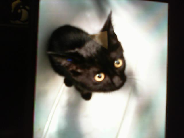 Shelter Stray Male Cat last seen CHARLOTTE, 8315 Byrum Dr, Charlotte, NC 28217, USA