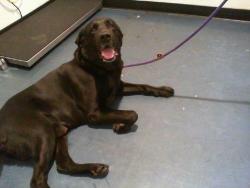 Shelter Stray Male Dog last seen CHARLOTTE, 8315 Byrum Dr, Charlotte, NC 28217, USA