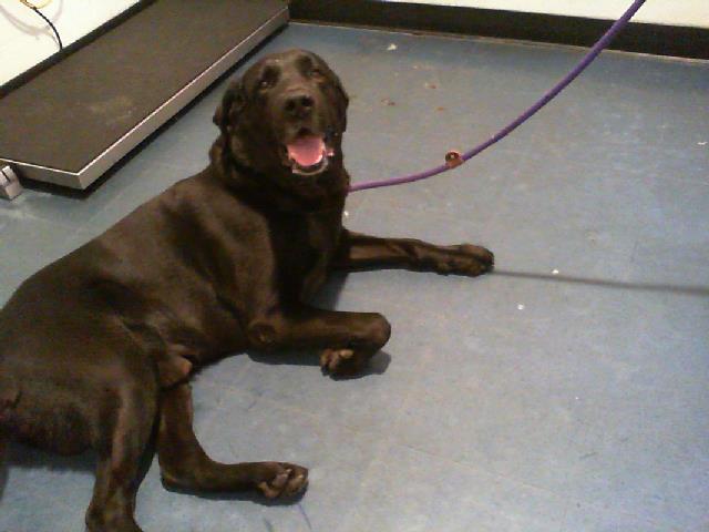 Shelter Stray Male Dog last seen CHARLOTTE, 8315 Byrum Dr, Charlotte, NC 28217, USA