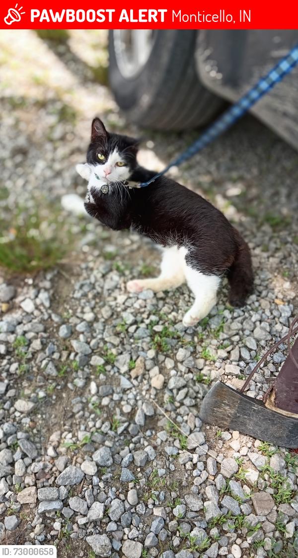 Lost Male Cat last seen Chestnut Street, Monticello, IN 47960