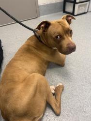 Shelter Stray Female Dog last seen Near , 2600 S Harding St, Indianapolis, IN 46221, USA