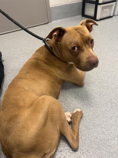 Shelter Stray Female Dog last seen Near , 2600 S Harding St, Indianapolis, IN 46221, USA