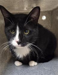 Shelter Stray Male Cat last seen STOCKTON DR, SANFORD, 232 Eslinger Way, Sanford, FL 32773, USA