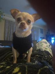 Lost Male Dog last seen De Cordova bend park, Hood County, TX 76049