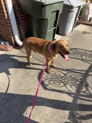 Reunited Male Dog last seen Willis Church Yard & Apollo Drive, Hampton, VA 23669