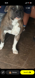 Lost Male Dog last seen Near E 56th St Odessa, TX  79762 United States, Odessa, TX 79762