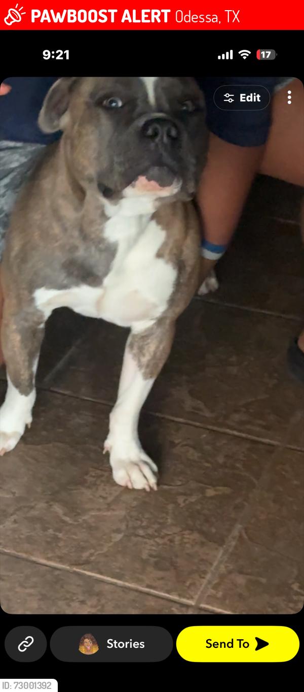 Lost Male Dog last seen Near E 56th St Odessa, TX  79762 United States, Odessa, TX 79762