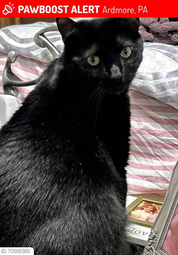 Lost Male Cat last seen County line road and haverford road, Ardmore, PA 19003