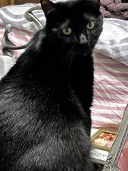 Lost Male Cat last seen County line road and haverford road, Ardmore, PA 19003