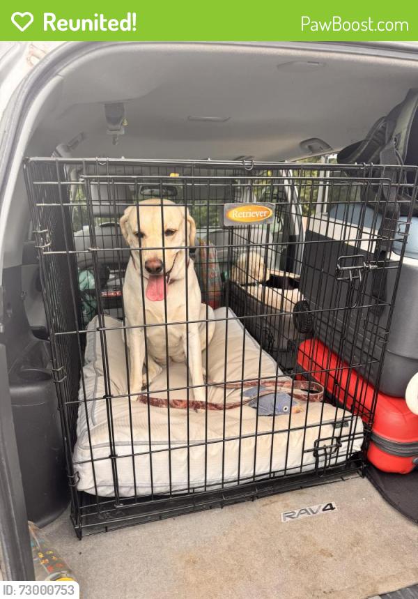 Reunited Female Dog last seen Youpon - El Jardin neighborhood , Harris County, TX 77586