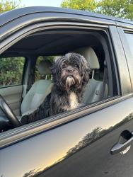 Reunited Male Dog last seen Mission valley, Missouri City, TX 77459