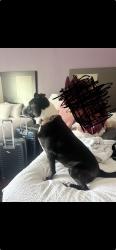 Lost Female Dog last seen Candelabra Lane , Loves Park, IL 61111
