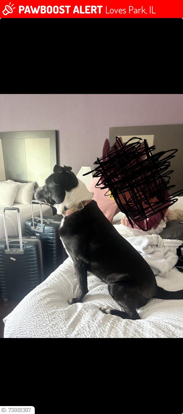 Lost Female Dog last seen Candelabra Lane , Loves Park, IL 61111